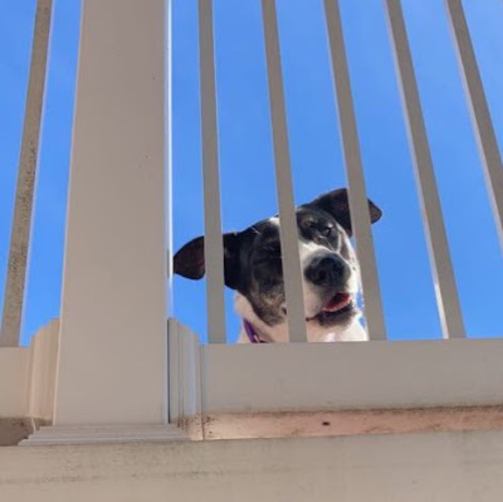 Meet your Posher, Tatum